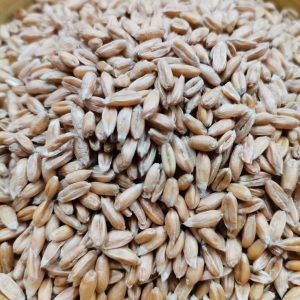 Spelt Grain