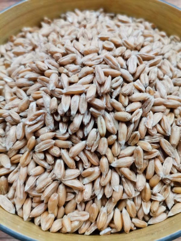 Spelt Grain
